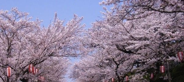箕面お花見 箕面 情緒あふれる桜景色を満喫 お花見おすすめ人気スポット30選 一休 Comレストラン
