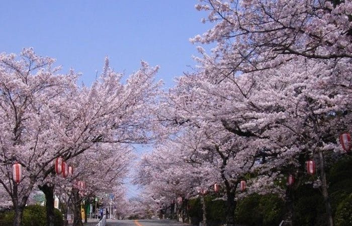 池田お花見21 池田 情緒あふれる桜景色を満喫 お花見おすすめ人気スポット30選 一休 Comレストラン 池田お花見21 池田 情緒あふれる桜景色を満喫 お花見おすすめ人気スポット30選 一休 Comレストラン