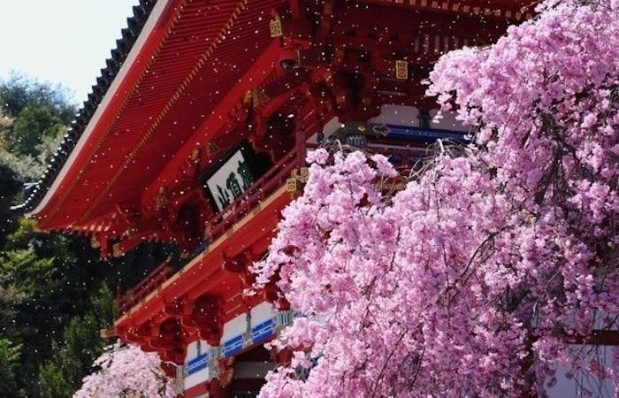 池田お花見21 池田 情緒あふれる桜景色を満喫 お花見おすすめ人気スポット30選 一休 Comレストラン 池田お花見21 池田 情緒あふれる桜景色を満喫 お花見おすすめ人気スポット30選 一休 Comレストラン