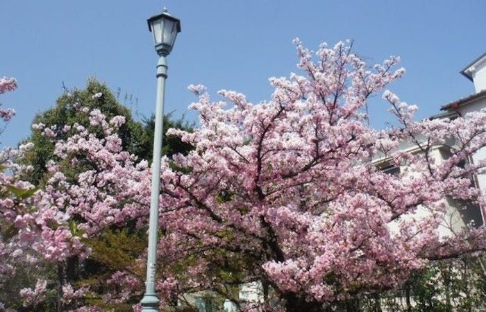 灘お花見21 灘 情緒あふれる桜景色を満喫 お花見おすすめ人気スポット19選 一休 Comレストラン 灘お花見21 灘 情緒あふれる桜景色を満喫 お花見おすすめ人気スポット19選 一休 Comレストラン