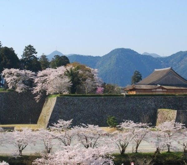 篠山城跡周辺 兵庫 丹波 人気お花見スポット 一休 Comレストラン