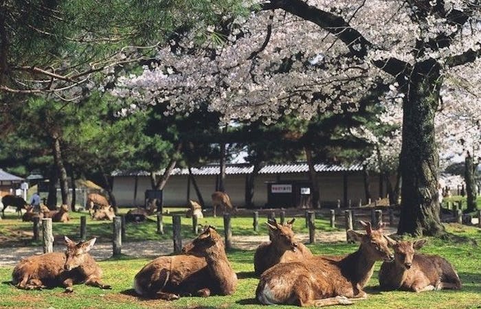 奈良市お花見 奈良市 情緒あふれる桜景色を満喫 お花見おすすめ人気スポット30選 一休 Comレストラン