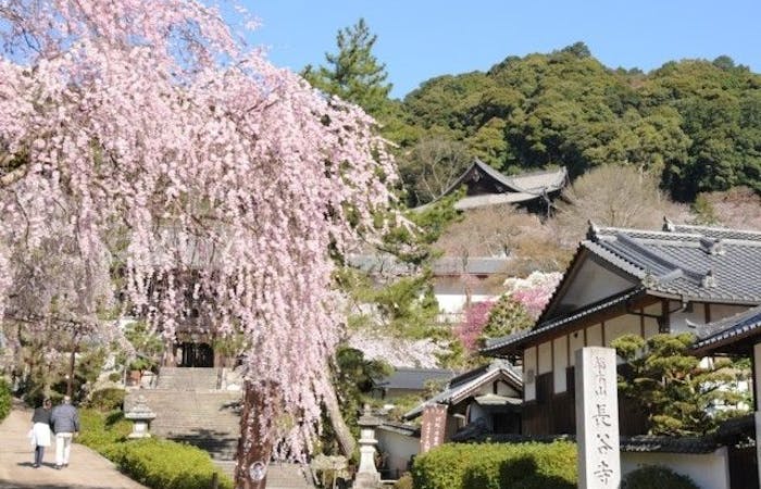 桜井 橿原 明日香村お花見 桜井 橿原 明日香村 情緒あふれる桜景色を満喫 お花見おすすめ人気スポット21選 一休 Comレストラン