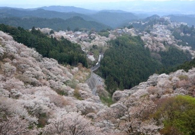 年 奈良お花見で行きたい桜名所 奈良お花見におすすめ人気スポット13選 一休 Comレストラン