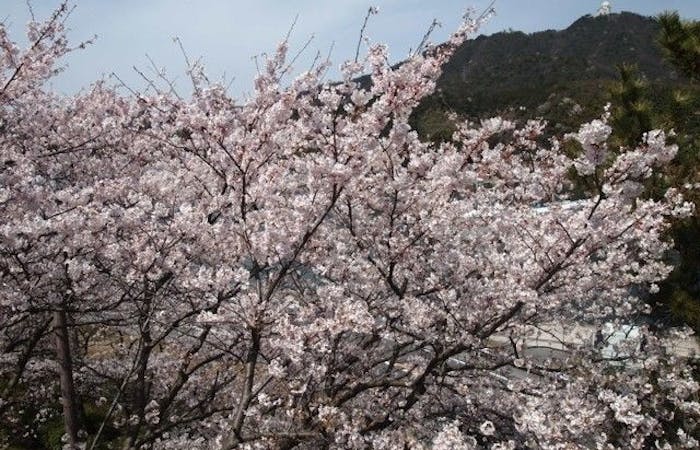 境港お花見21 境港 情緒あふれる桜景色を満喫 お花見おすすめ人気スポット13選 一休 Comレストラン 境港お花見21 境港 情緒あふれる桜景色を満喫 お花見おすすめ人気スポット13選 一休 Comレストラン