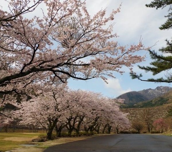 船上山万本桜公園 鳥取 倉吉 三朝 湯梨浜 人気お花見スポット 一休 Comレストラン