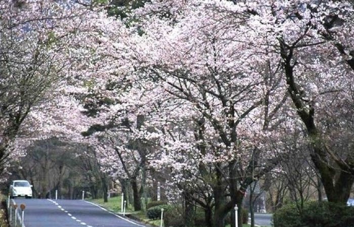 大山お花見21 大山 情緒あふれる桜景色を満喫 お花見おすすめ人気スポット11選 一休 Comレストラン