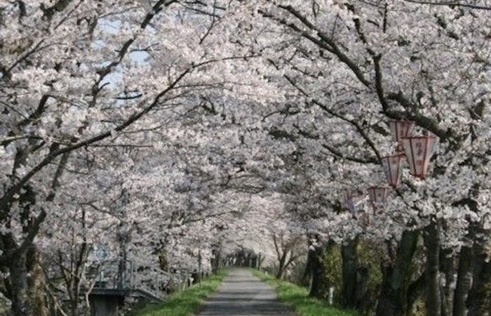 南部 伯耆 江府お花見21 南部 伯耆 江府 情緒あふれる桜景色を満喫 お花見おすすめ人気スポット13選 一休 Comレストラン