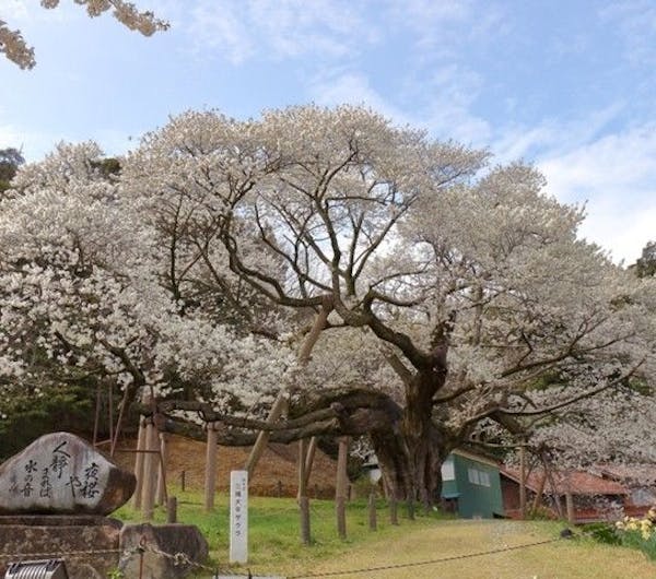 三隅大平桜 島根 安来 浜田 大田 人気お花見スポット 一休 Comレストラン