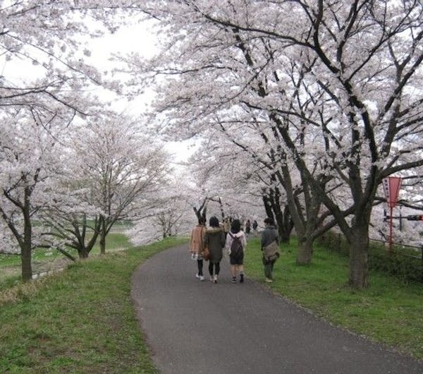 斐伊川堤防桜並木 島根 雲南 人気お花見スポット 一休 Comレストラン