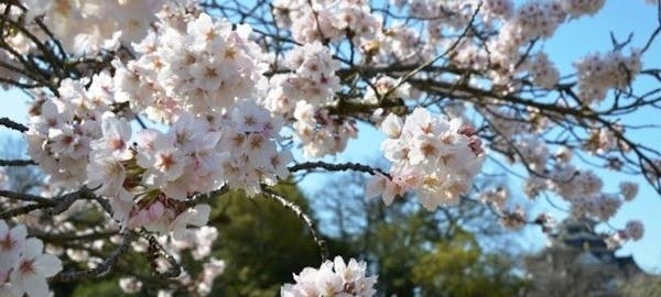 倉敷お花見 倉敷 情緒あふれる桜景色を満喫 お花見おすすめ人気スポット13選 一休 Comレストラン