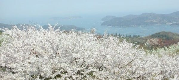 倉敷お花見 倉敷 情緒あふれる桜景色を満喫 お花見おすすめ人気スポット13選 一休 Comレストラン