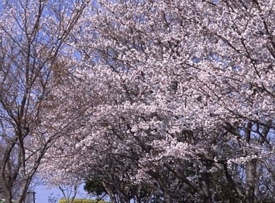 八百萬神之御殿 徳島 美馬 人気お花見スポット 一休 Comレストラン 八百萬神之御殿 徳島 美馬 人気お花見スポット 一休 Comレストラン