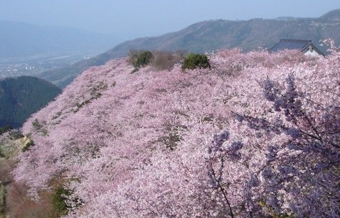 美馬お花見21 美馬 情緒あふれる桜景色を満喫 お花見おすすめ人気スポット14選 一休 Comレストラン