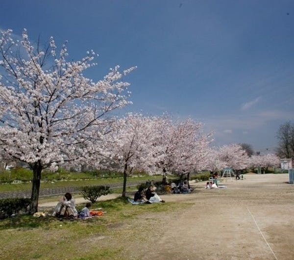 石手川緑地 愛媛 松山 人気お花見スポット 一休 Comレストラン
