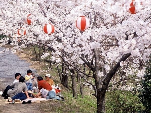 東温お花見 東温 情緒あふれる桜景色を満喫 お花見おすすめ人気スポット9選 一休 Comレストラン