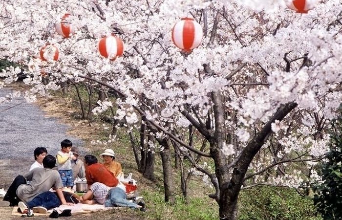 東温お花見 東温 情緒あふれる桜景色を満喫 お花見おすすめ人気スポット9選 一休 Comレストラン
