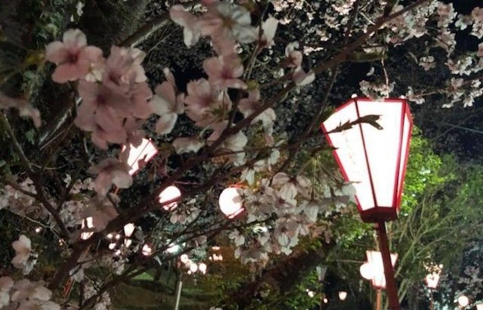 南国 香美 香南お花見21 南国 香美 香南 情緒あふれる桜景色を満喫 お花見おすすめ人気スポット9選 一休 Comレストラン 南国 香美 香南お花見21 南国 香美 香南 情緒あふれる桜景色を満喫 お花見おすすめ人気スポット9選 一休 Comレストラン