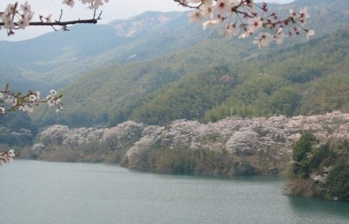 小倉お花見 小倉 情緒あふれる桜景色を満喫 お花見おすすめ人気スポット11選 一休 Comレストラン