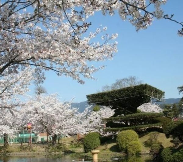 小城公園 佐賀 佐賀 古湯 熊の川 人気お花見スポット 一休 Comレストラン