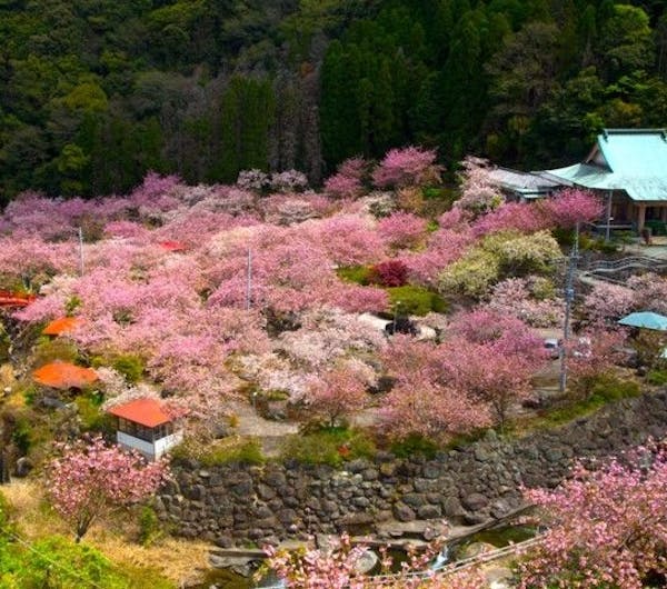 一心寺 大分 大分市 人気お花見スポット 一休 Comレストラン