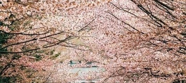 旭川お花見21 旭川 情緒あふれる桜景色を満喫 お花見おすすめ人気スポット2選 一休 Comレストラン 旭川お花見21 旭川 情緒あふれる桜景色を満喫 お花見おすすめ人気スポット2選 一休 Comレストラン