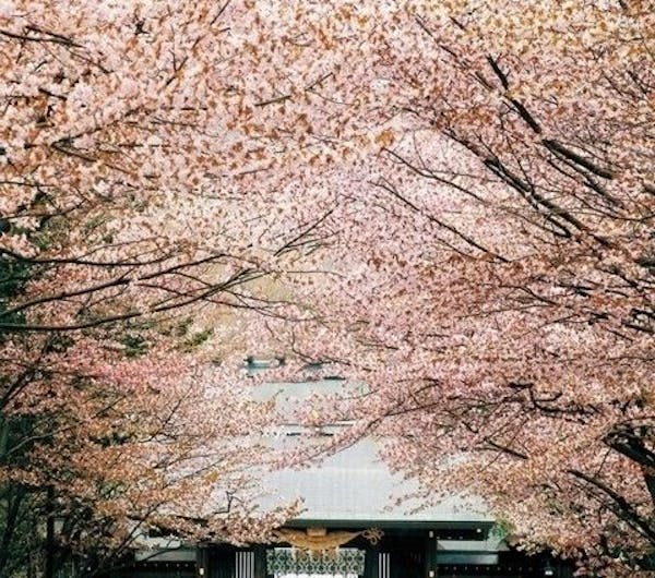 北海道神宮 北海道 札幌 人気お花見スポット 一休 Comレストラン 北海道神宮 北海道 札幌 人気お花見スポット 一休 Comレストラン