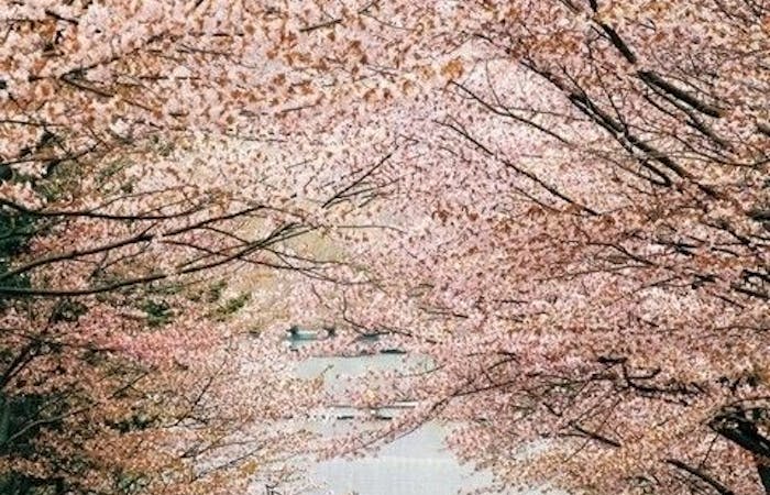 札幌お花見21 札幌 情緒あふれる桜景色を満喫 お花見おすすめ人気スポット8選 一休 Comレストラン 札幌お花見21 札幌 情緒あふれる桜景色を満喫 お花見おすすめ人気スポット8選 一休 Comレストラン