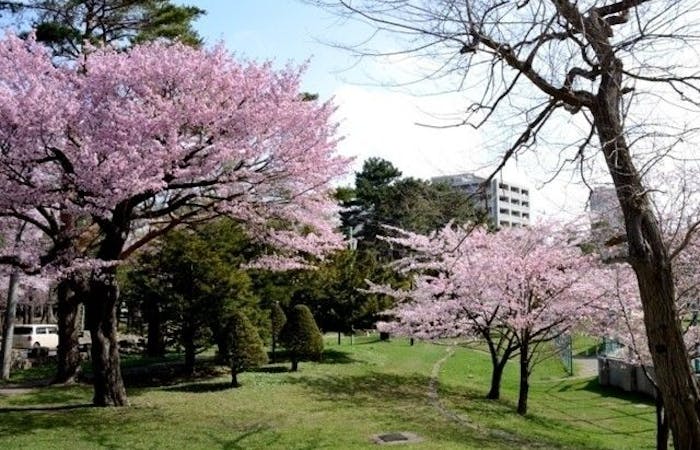 苫小牧お花見21 苫小牧 情緒あふれる桜景色を満喫 お花見おすすめ人気スポット7選 一休 Comレストラン 苫小牧お花見21 苫小牧 情緒あふれる桜景色を満喫 お花見おすすめ人気スポット7選 一休 Comレストラン