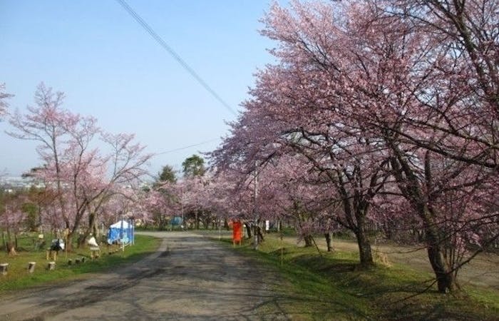 旭川お花見21 旭川 情緒あふれる桜景色を満喫 お花見おすすめ人気スポット2選 一休 Comレストラン 旭川お花見21 旭川 情緒あふれる桜景色を満喫 お花見おすすめ人気スポット2選 一休 Comレストラン