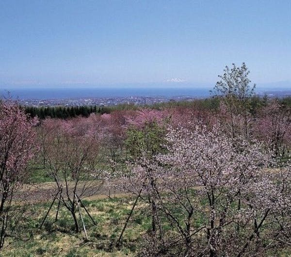 天都山桜公園 北海道 網走 知床斜里 北見 紋別 人気お花見スポット 一休 Comレストラン 天都山桜公園 北海道 網走 知床斜里 北見 紋別 人気お花見スポット 一休 Comレストラン