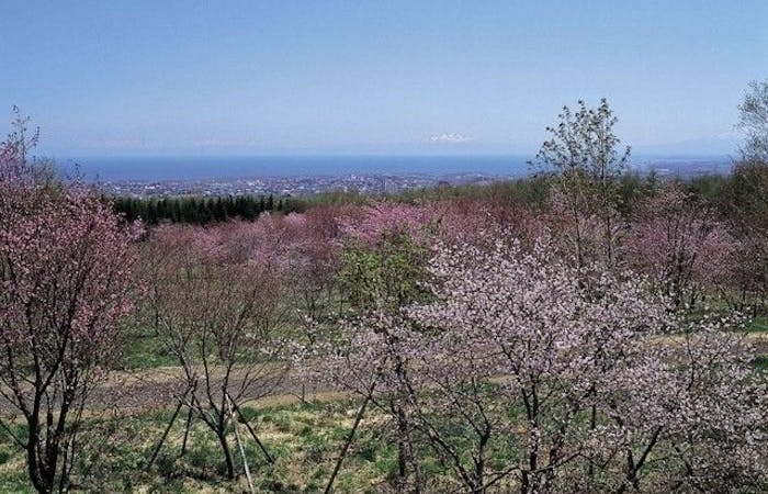網走 知床斜里 北見 紋別お花見22 網走 知床斜里 北見 紋別 情緒あふれる桜景色を満喫 お花見おすすめ人気スポット1選 一休 Comレストラン 網走 知床斜里 北見 紋別お花見22 網走 知床斜里 北見 紋別 情緒あふれる桜景色を満喫 お花見おすすめ人気スポット1選 一休 Comレストラン