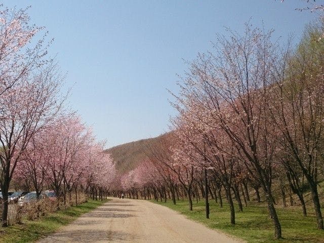 登別お花見21 登別 情緒あふれる桜景色を満喫 お花見おすすめ人気スポット9選 一休 Comレストラン