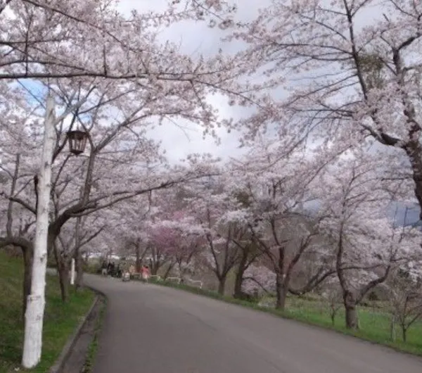 美唄市東明公園 北海道 石狩 空知 千歳 人気お花見スポット 一休 Comレストラン