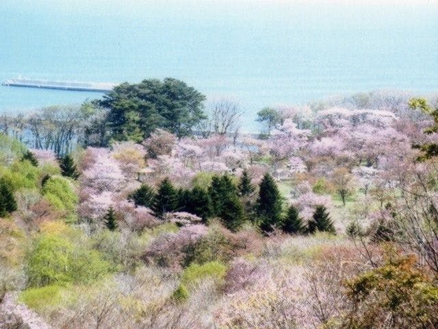 庶野さくら公園 北海道 日高 えりも 人気お花見スポット 一休 Comレストラン
