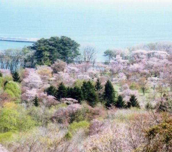 庶野さくら公園 北海道 日高 えりも 人気お花見スポット 一休 Comレストラン 庶野さくら公園 北海道 日高 えりも 人気お花見スポット 一休 Comレストラン