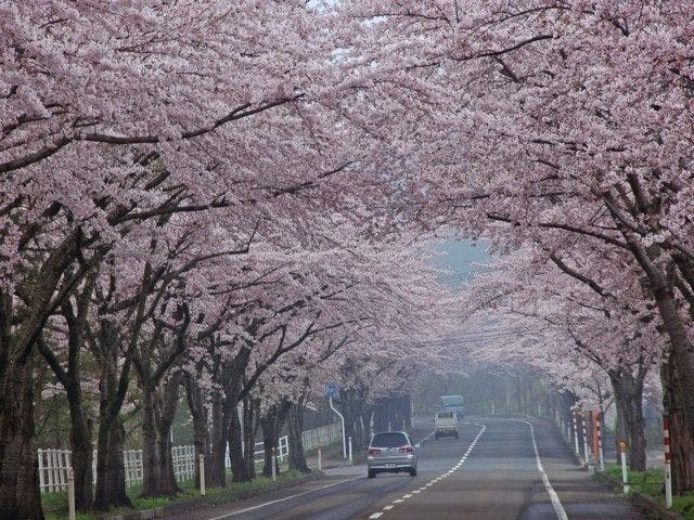登別お花見21 登別 情緒あふれる桜景色を満喫 お花見おすすめ人気スポット9選 一休 Comレストラン