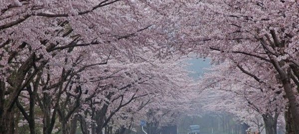 登別お花見21 登別 情緒あふれる桜景色を満喫 お花見おすすめ人気スポット9選 一休 Comレストラン 登別お花見21 登別 情緒あふれる桜景色を満喫 お花見おすすめ人気スポット9選 一休 Comレストラン