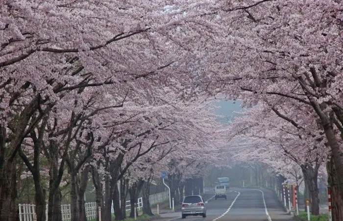 むつ市お花見22 むつ市 情緒あふれる桜景色を満喫 お花見おすすめ人気スポット1選 一休 Comレストラン むつ市お花見22 むつ市 情緒あふれる桜景色を満喫 お花見おすすめ人気スポット1選 一休 Comレストラン