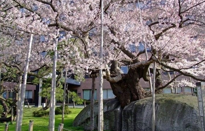 雫石お花見21 雫石 情緒あふれる桜景色を満喫 お花見おすすめ人気スポット8選 一休 Comレストラン 雫石お花見21 雫石 情緒あふれる桜景色を満喫 お花見おすすめ人気スポット8選 一休 Comレストラン