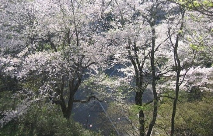 花巻 北上 遠野お花見21 花巻 北上 遠野 情緒あふれる桜景色を満喫 お花見おすすめ人気スポット6選 一休 Comレストラン 花巻 北上 遠野お花見21 花巻 北上 遠野 情緒あふれる桜景色を満喫 お花見おすすめ人気スポット6選 一休 Comレストラン