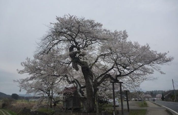 雫石お花見21 雫石 情緒あふれる桜景色を満喫 お花見おすすめ人気スポット8選 一休 Comレストラン 雫石お花見21 雫石 情緒あふれる桜景色を満喫 お花見おすすめ人気スポット8選 一休 Comレストラン