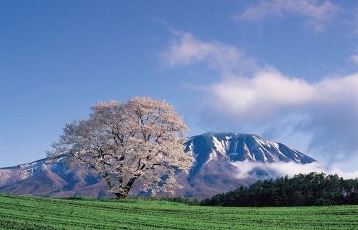 雫石お花見21 雫石 情緒あふれる桜景色を満喫 お花見おすすめ人気スポット8選 一休 Comレストラン 雫石お花見21 雫石 情緒あふれる桜景色を満喫 お花見おすすめ人気スポット8選 一休 Comレストラン