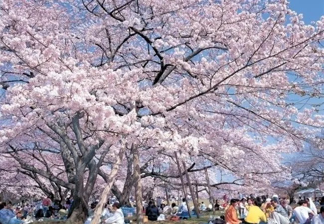 22年 宮城お花見で行きたい桜名所 宮城お花見におすすめ人気スポット8選 一休 Comレストラン 22年 宮城お花見で行きたい桜名所 宮城お花見におすすめ人気スポット8選 一休 Comレストラン