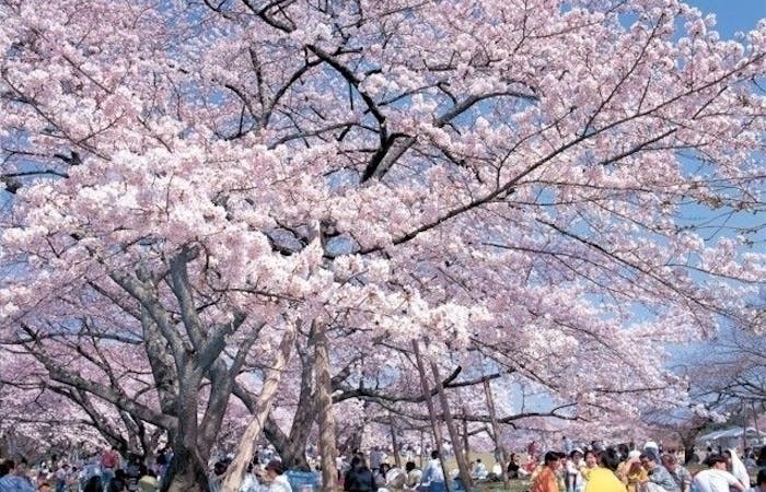 仙台お花見21 仙台 情緒あふれる桜景色を満喫 お花見おすすめ人気スポット7選 一休 Comレストラン 仙台お花見21 仙台 情緒あふれる桜景色を満喫 お花見おすすめ人気スポット7選 一休 Comレストラン