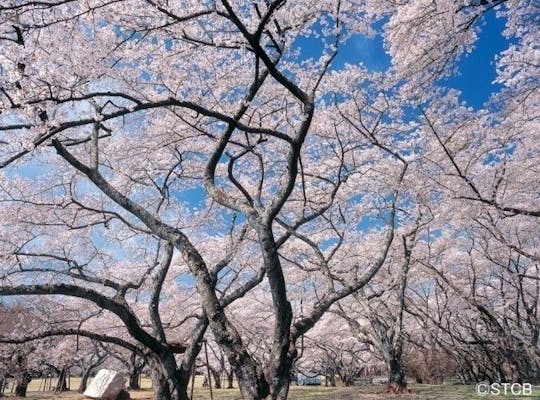 榴岡公園 宮城 仙台 人気お花見スポット 一休 Comレストラン 榴岡公園 宮城 仙台 人気お花見スポット 一休 Comレストラン