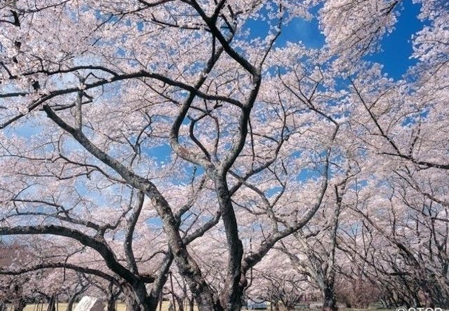 21年 宮城お花見で行きたい桜名所 宮城お花見におすすめ人気スポット8選 一休 Comレストラン 21年 宮城お花見で行きたい桜名所 宮城お花見におすすめ人気スポット8選 一休 Comレストラン