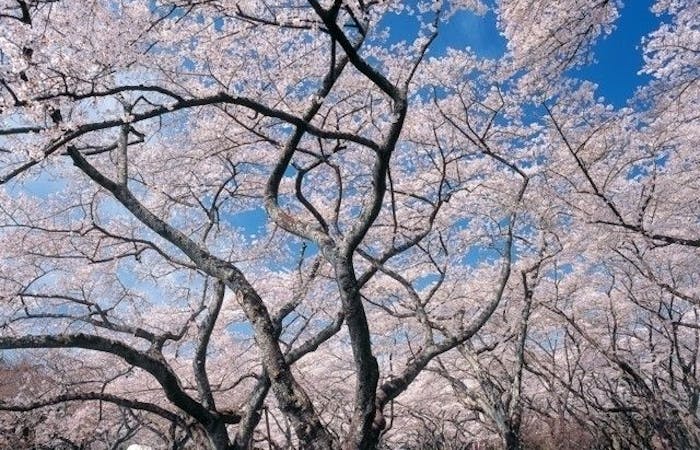 仙台お花見22 仙台 情緒あふれる桜景色を満喫 お花見おすすめ人気スポット7選 一休 Comレストラン 仙台お花見22 仙台 情緒あふれる桜景色を満喫 お花見おすすめ人気スポット7選 一休 Comレストラン