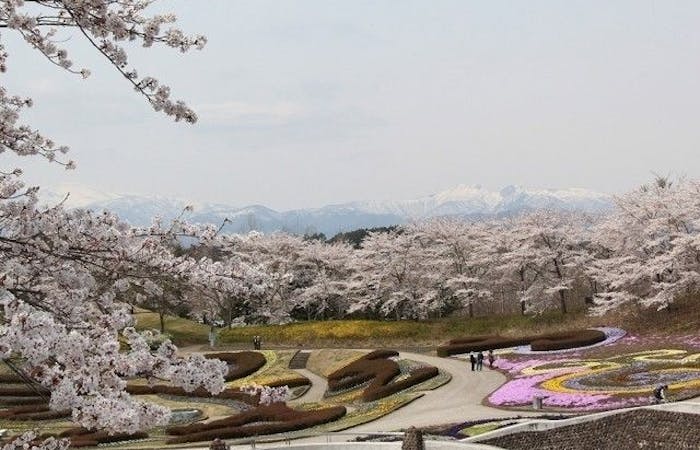 仙台お花見22 仙台 情緒あふれる桜景色を満喫 お花見おすすめ人気スポット7選 一休 Comレストラン 仙台お花見22 仙台 情緒あふれる桜景色を満喫 お花見おすすめ人気スポット7選 一休 Comレストラン