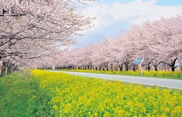 白神 男鹿お花見21 白神 男鹿 情緒あふれる桜景色を満喫 お花見おすすめ人気スポット4選 一休 Comレストラン 白神 男鹿お花見21 白神 男鹿 情緒あふれる桜景色を満喫 お花見おすすめ人気スポット4選 一休 Comレストラン